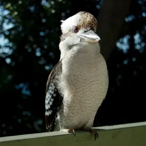 Kookaburra perched on railing Kookaburra perched on railing