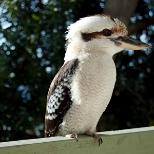 Kookaburra in profile perched on railing