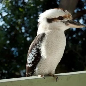 Kookaburra in profile perched on railing Kookaburra in profile perched on railing