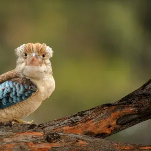 Kookaburra on tree