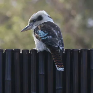 Birds Photographic Print Collection: Kookaburras