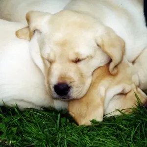 Labrador Puppies Print - Eight Weeks Old Sleeping Dogs