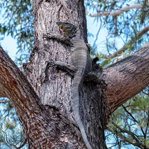 A Lace Monitor or Goanna climbing up a gum tree A Lace Monitor or Goanna climbing up a gum tree