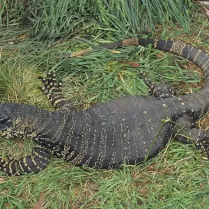 Lace Monitor Print - Australian Wildlife Scene
