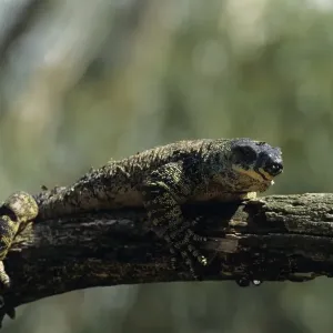 Lace Monitor Print - Australian Tree Scene