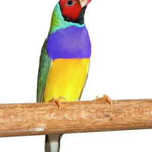 Lady Gouldian Finch