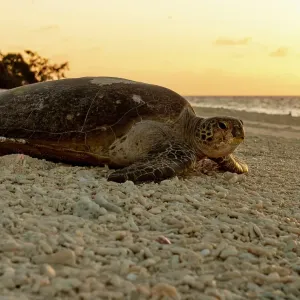 Lady Musgrave Island Turtle