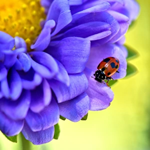 Ladybug on an aster flower