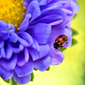Ladybug on an aster flower Ladybug on an aster flower