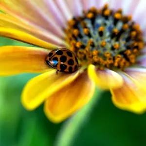 Ladybug on a Daisy Print Ladybug on a Daisy Print