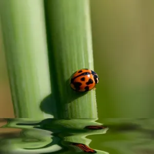 Ladybug on Leaf Print Ladybug on Leaf Print