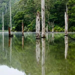 Lake Elizabeth Print: Reflections of Dead Eucalyptus Trees
