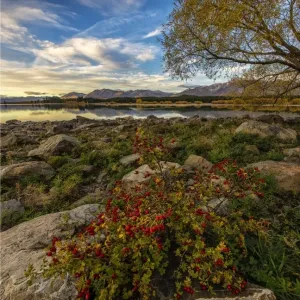 Lake Tekapo, Canterbury plains, south island, New Zealand Lake Tekapo, Canterbury plains, south island, New Zealand
