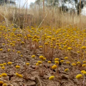 Yellow Wildflowers Print Yellow Wildflowers Print