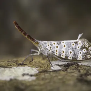 Lantern Bug