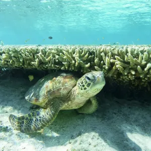 Large Green Turtle resting underneath a long coral ledge in the clear blue waters of the Great barrier Reef Queensland