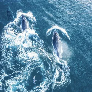 large Humpback whales swimming in Blue ocean water large Humpback whales swimming in Blue ocean water