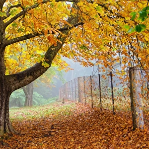 Large tree and fence in autumn colour