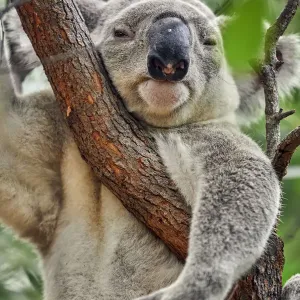 Wild Koala in Eucalyptus Tree Print