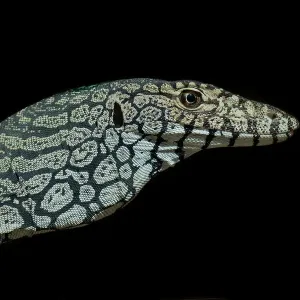 Largest species of lizard