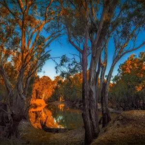 Late afternoon light just before dusk along the banks of a Billabong in the Murray Valley national park, near the Murray river, Corowa, New South Wales, Australia