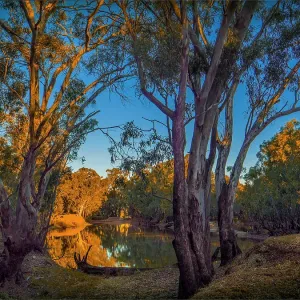 Late afternoon light just before dusk along the banks of a Billabong in the Murray Valley national park, near the Murray river, Corowa, New South Wales, Australia