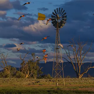 Late afternoon light at a remote agricultural windmill in outback South Australia