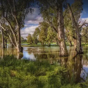 Late Autumn, and the wet area of natural beauty near Taminick, North Central Victoria, Australia Late Autumn, and the wet area of natural beauty near Taminick, North Central Victoria, Australia