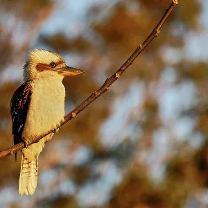 Laughing Kookaburra (Dacelo novaeguineae) in Queensland