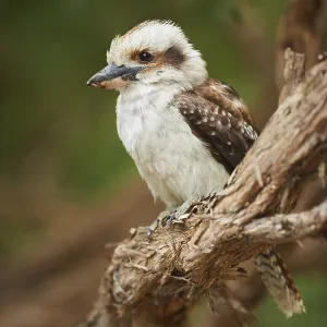 Laughing kookaburra (Dacelo novaeguineae) sitting on a branch