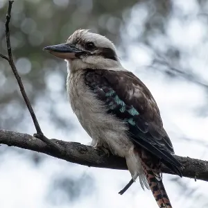 Laughing Kookaburra sitting on a tree branch Laughing Kookaburra sitting on a tree branch