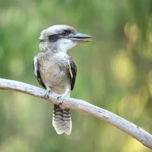 Laughing Kookaburra in a tree