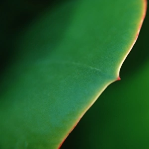Leaf detail / (Sedum spec. )