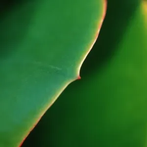 Leaf detail / (Sedum spec. ) Leaf detail / (Sedum spec. )