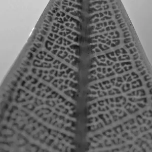 Leaf Xray