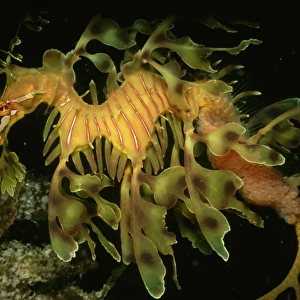 Leafy Seadragon (phycodurus eques) Male