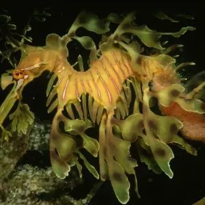 Marine Wonderland