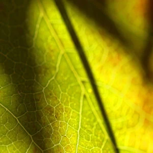 Leafy Veins