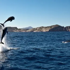 Leaping dolphins, Freycinet Peninsula Leaping dolphins, Freycinet Peninsula