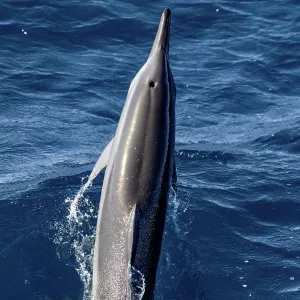 Leaping spinner dolphin Leaping spinner dolphin