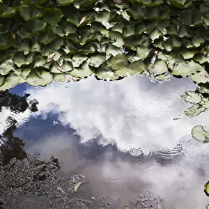 Leaves Floating In The Water With Clouds Reflected In A Shallow Pool