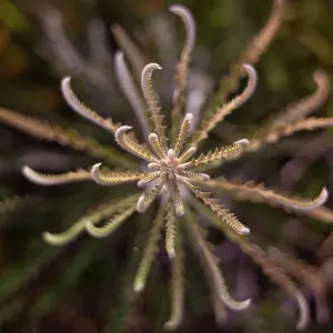 Leaves - Showy Banksia (Banksia Speciosa) Leaves - Showy Banksia (Banksia Speciosa)