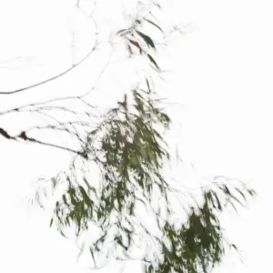 Leaves on a tree in wind, against a white sky