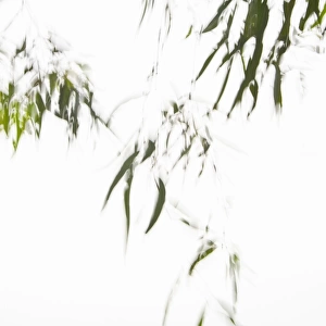 Leaves on a tree in wind, against a white sky
