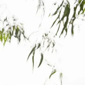 Leaves on a tree in wind, against a white sky