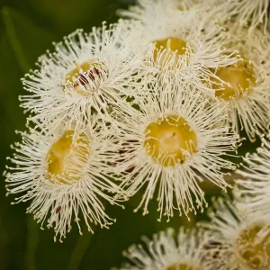 Lemon-scented gum tree flowers