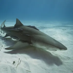 Lemon Shark