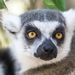 Lemur Print from Australian Wildlife Lemur Print from Australian Wildlife