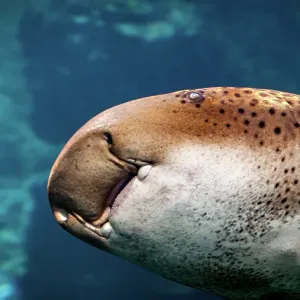 Leopard shark