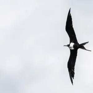 Lesser Frigatebird in flight
